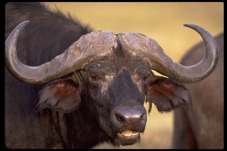 Image de buffle d'Afrique