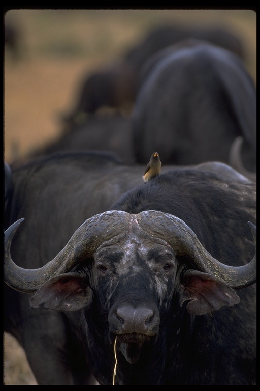 Image de buffle d'Afrique