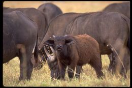 Image de buffle d'Afrique