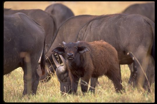 Image of African Buffalo