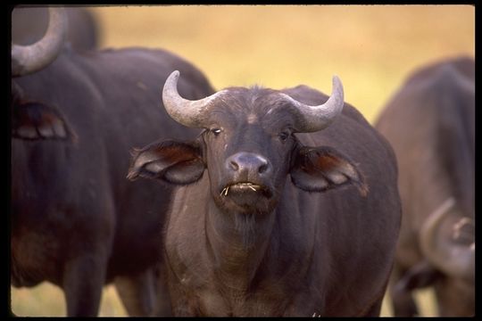 Image of African Buffalo