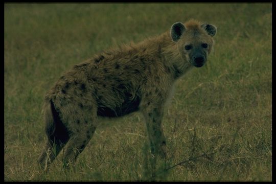 Image of Spotted Hyena