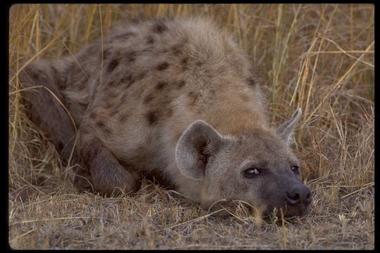 Image of Spotted Hyena