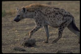 Image of Spotted Hyena