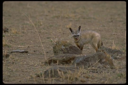 Image of Bat-eared fox