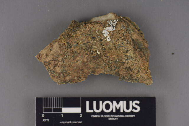 Image of thelidium lichen