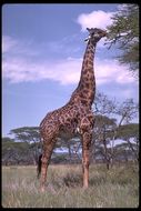 Image of Masai Giraffe