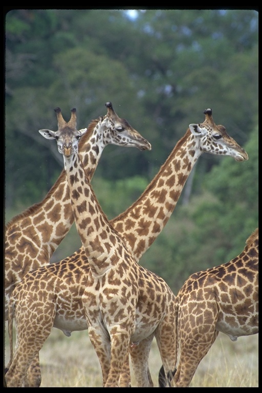 Plancia ëd <i>Giraffa camelopardalis tippelskirchi</i>