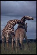 Plancia ëd <i>Giraffa camelopardalis tippelskirchi</i>