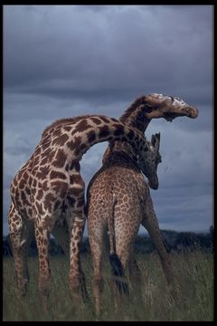 Imagem de <i>Giraffa camelopardalis tippelskirchi</i>