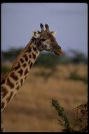 Plancia ëd <i>Giraffa camelopardalis tippelskirchi</i>