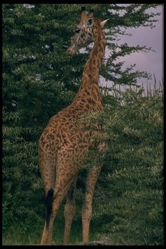 Plancia ëd <i>Giraffa camelopardalis tippelskirchi</i>