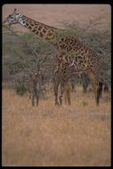 Plancia ëd <i>Giraffa camelopardalis tippelskirchi</i>