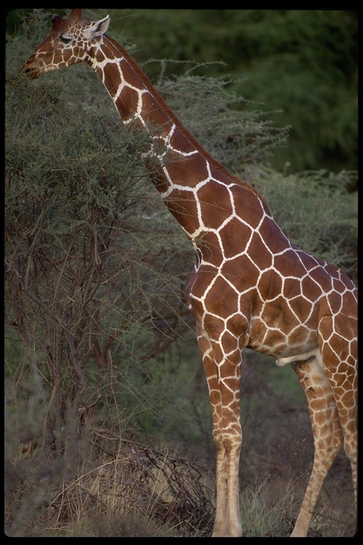 Plancia ëd <i>Giraffa camelopardalis reticulata</i>