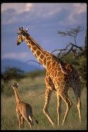 Слика од <i>Giraffa camelopardalis reticulata</i>
