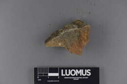 Image of Placopyrenium