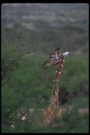 Plancia ëd <i>Giraffa camelopardalis reticulata</i>