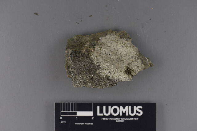 Image of Speck lichens and Wart lichens