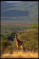 Plancia ëd <i>Giraffa camelopardalis reticulata</i>