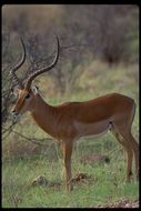 Image de Impala