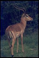 Image de Impala