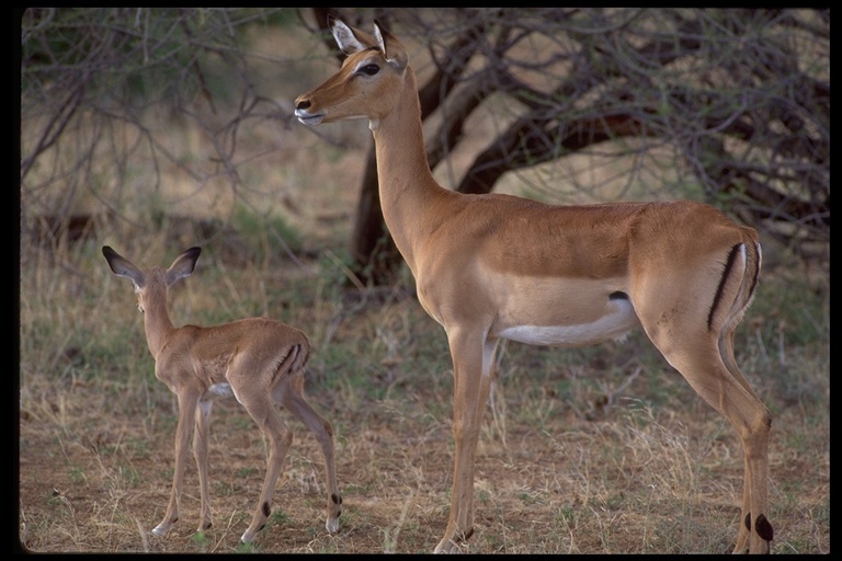 Imagem de Impala