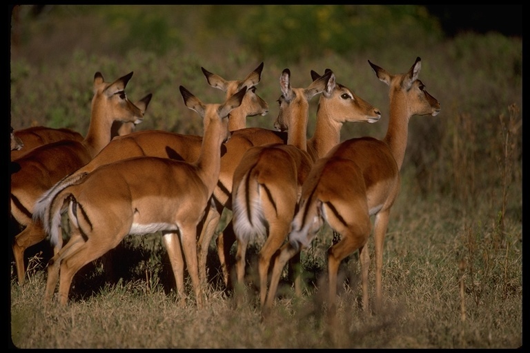 Imagem de Impala