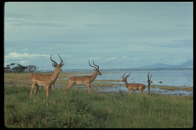 Imagem de Impala