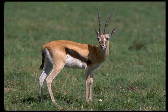 Image of Thomson's Gazelle