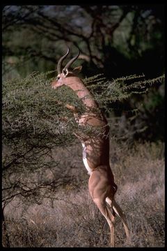 Image of Gerenuk