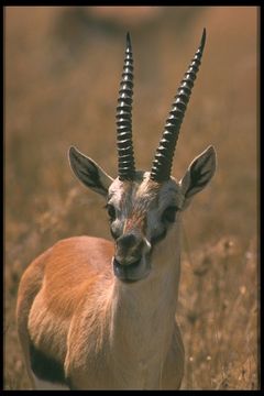 Image of Thomson's Gazelle