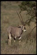 Image of Beisa Oryx