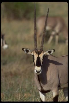 Слика од Oryx beisa (Rüppell 1835)