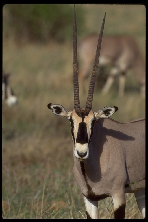 Image of Beisa Oryx