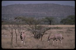 Image of Beisa Oryx