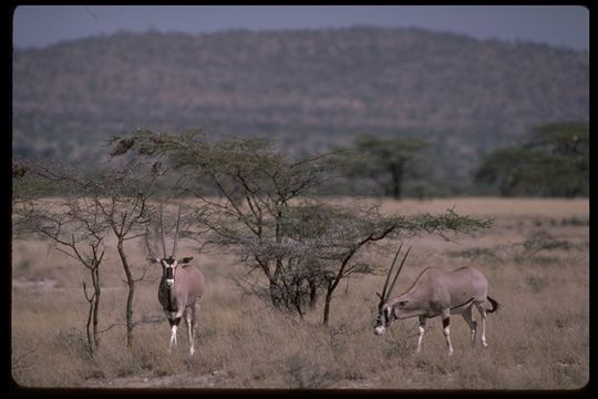 Слика од Oryx beisa (Rüppell 1835)