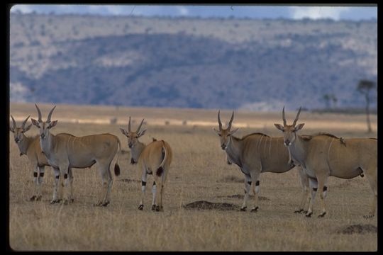 Image of Eland