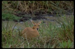 Image of Bohor Reedbuck