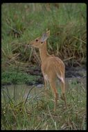 Image of Bohor Reedbuck