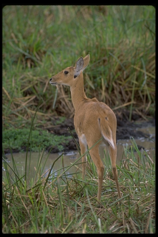 Слика од Црвена мочуришна антилопа