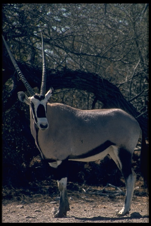 Image of Gemsbok