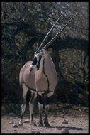 Image of Gemsbok