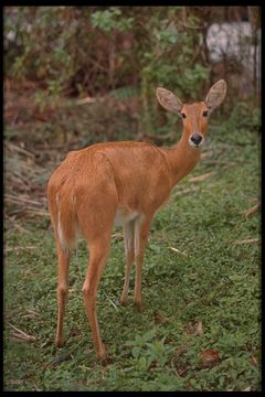 Image of Bohor Reedbuck