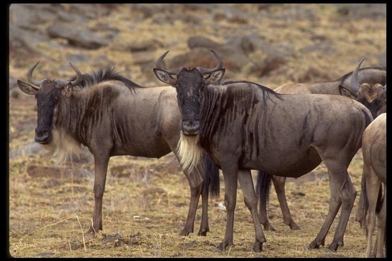 Image of Western white-bearded Wildebeest