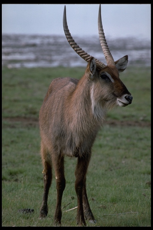 Image of Defassa Waterbuck