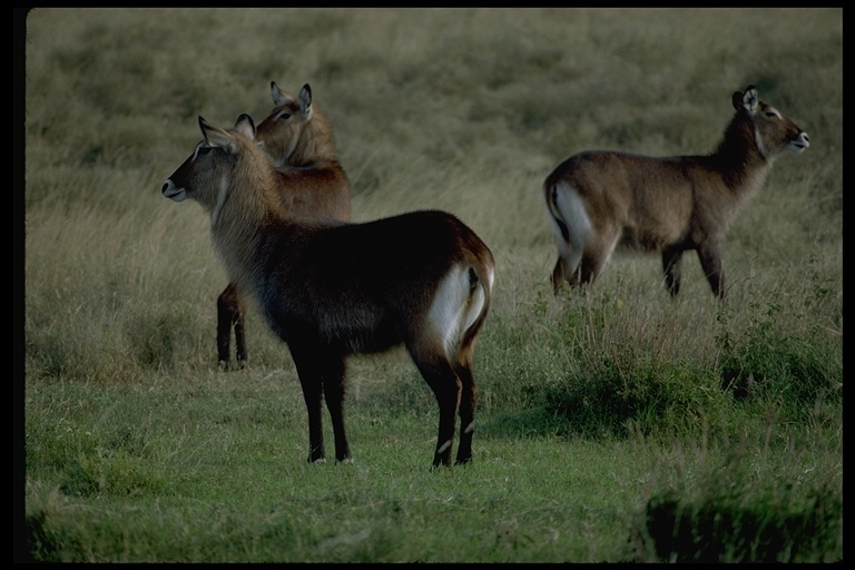 Image of Defassa Waterbuck