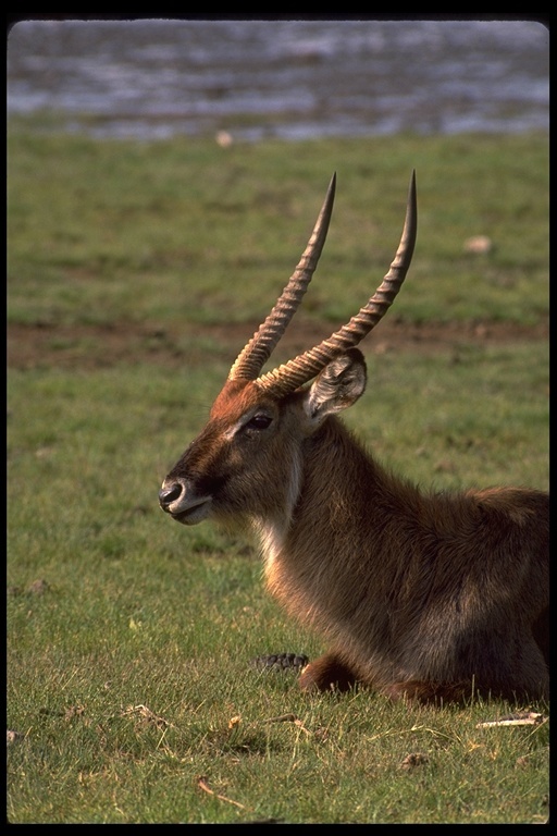 Image of Defassa Waterbuck