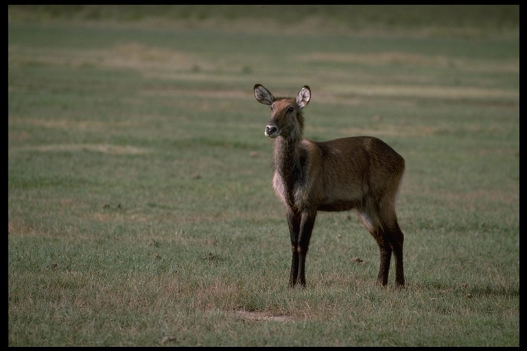 Image of Defassa Waterbuck