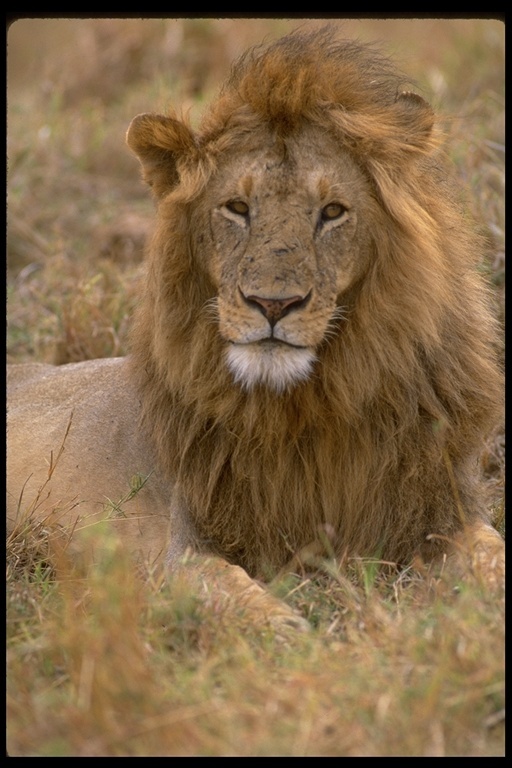 Image de Lion d'Afrique