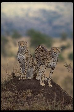 Image of cheetah